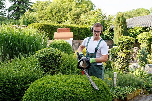 Tree and Shrub Care